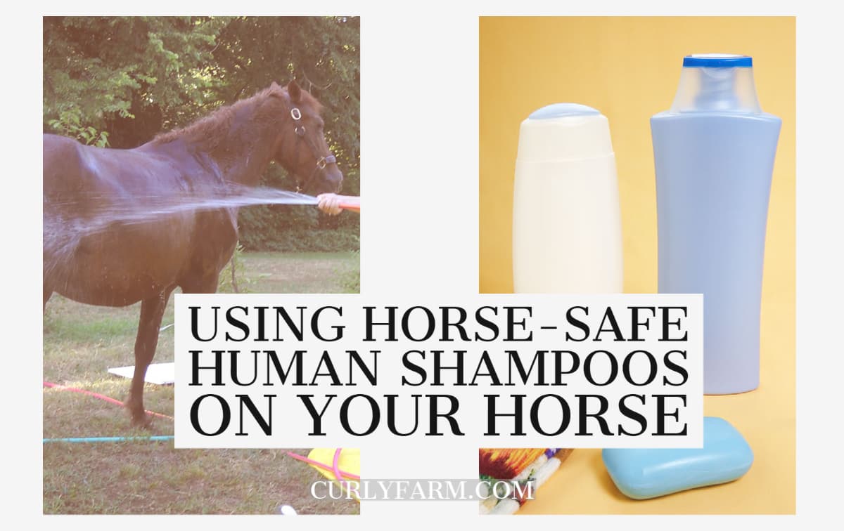 Find out which human shampoos are horse safe and which should be left on the shelf