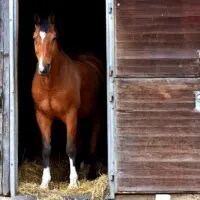 A horse standing halfway inside a stall.