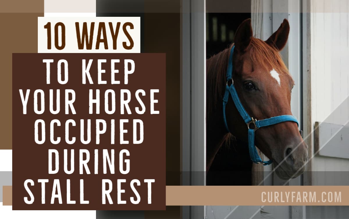 10 Stall Rest Boredom Busting Activities to Help your Horse Recover
