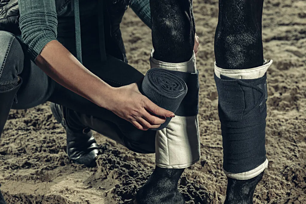 A person wraps a horse's legs with pillow wraps and stall bandages.