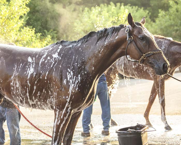 horse being bathed with stud chain attached to halter 