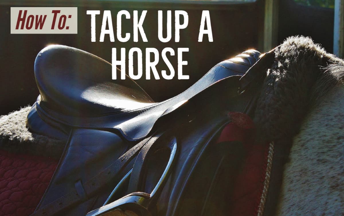 Tacking Up A Horse What it Means & How to Do It