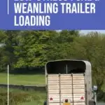 cf trailer load foal pin