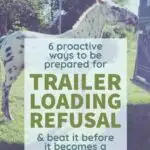 Learning these tips for loading a horse that won't step onto the trailer BEFORE you deal with your first trailer loading refusal can help keep your horse from learning bad habits