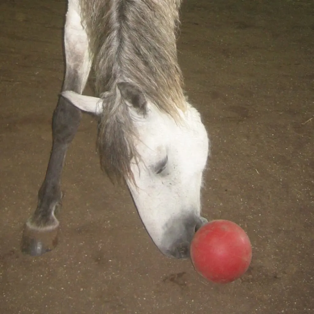 How to teach your horse to fetch - easy steps to teach your horse this impressive trick