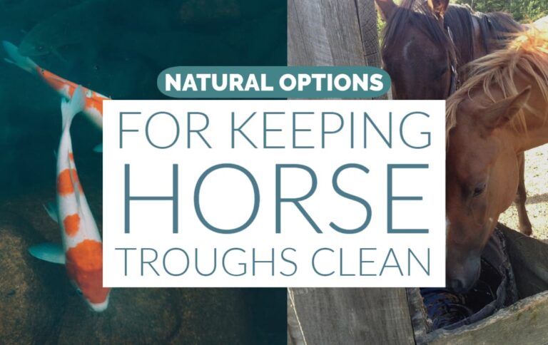 Horse Water Troughs: Cleaning, Choosing, & Using | LearningHorses.com