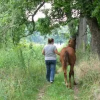 Hand walking your young horse down trails can build confidence and your bond. Much of the work of early training is exposing your horse to many new experiences, like this filly being led along a creek bed in preparation for trail riding one day.