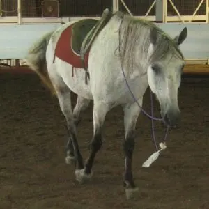 Riding a horse with a native american war bridle