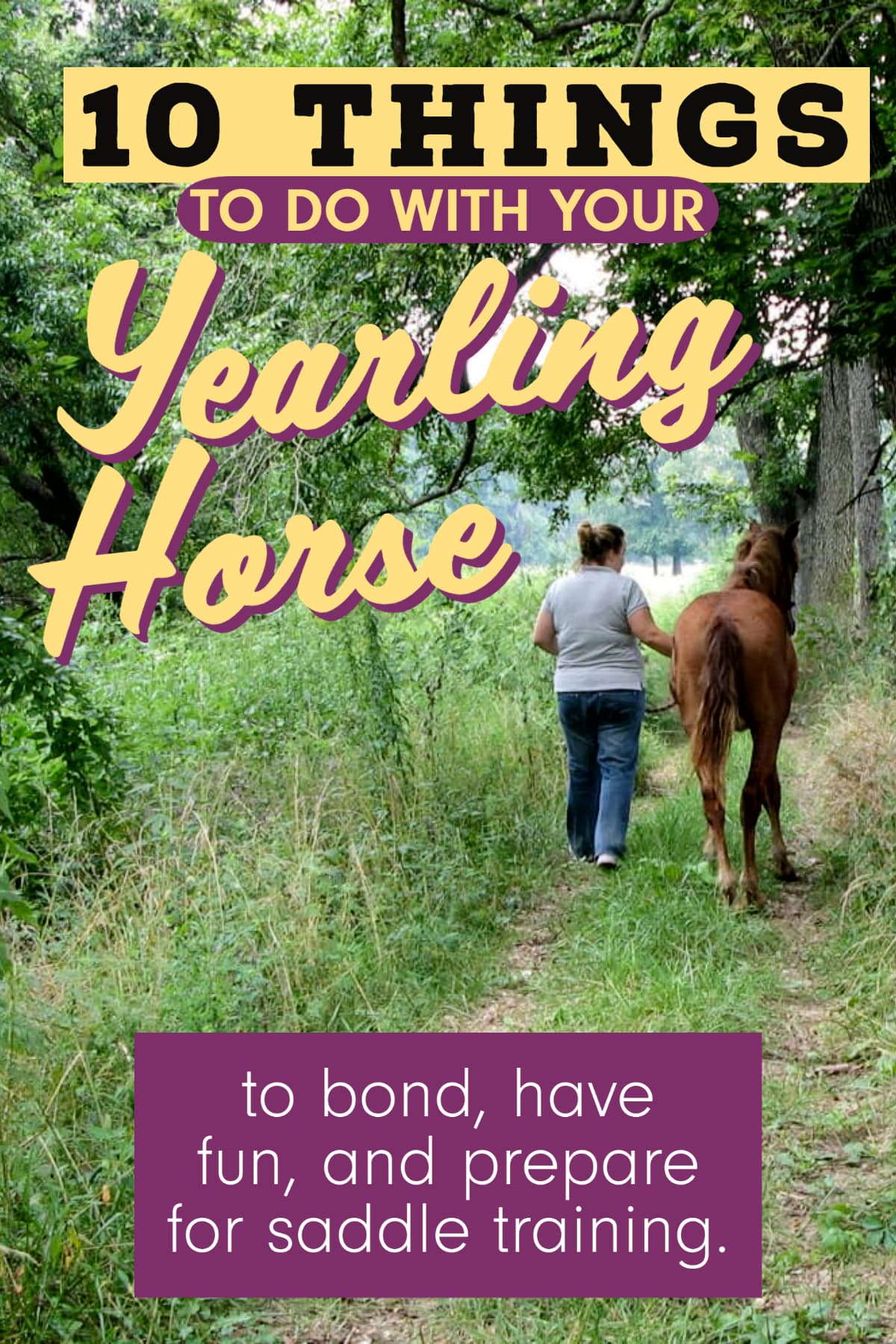 10 Things to Do with a Yearling Horse Early Training