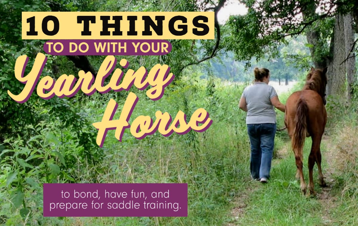 10-things-to-do-with-a-yearling-horse-early-training-learninghorses