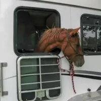 Long distance horse hauling can be less stressful by following these tips for preparation and safety.