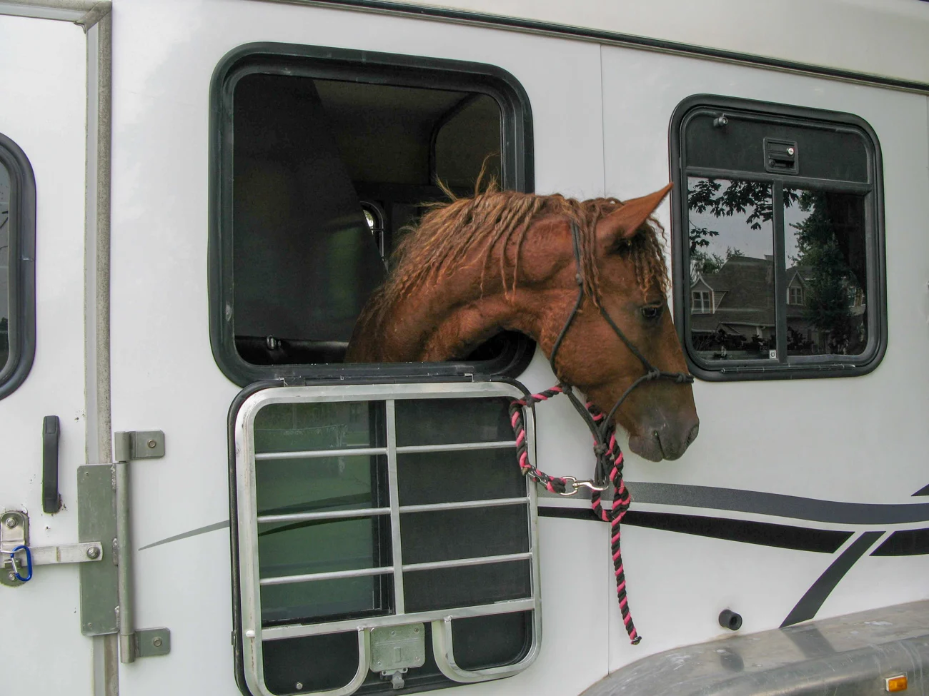 yearling loaded in a horse trailer