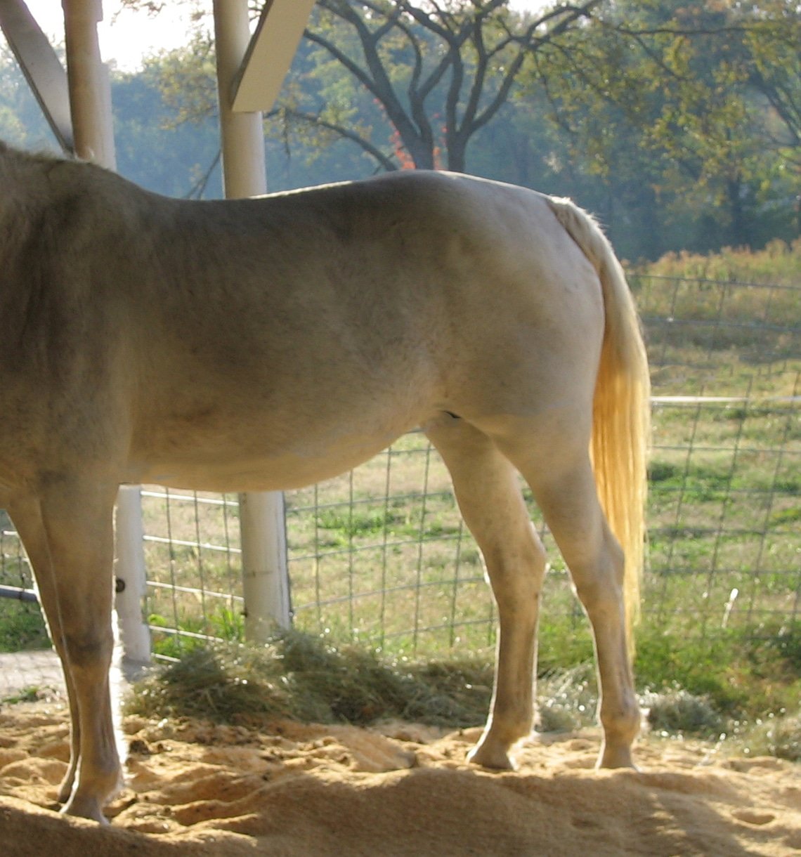 How to fix yellow manes and tails