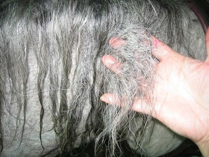 massage detangler into hair