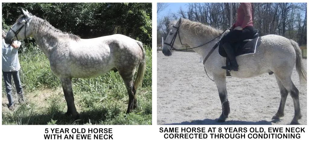 Comparison of a horse with an ewe neck before starting training compared to after several seasons of conditioning