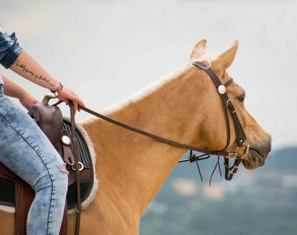  direct reining controls a horse via pressure on the bit