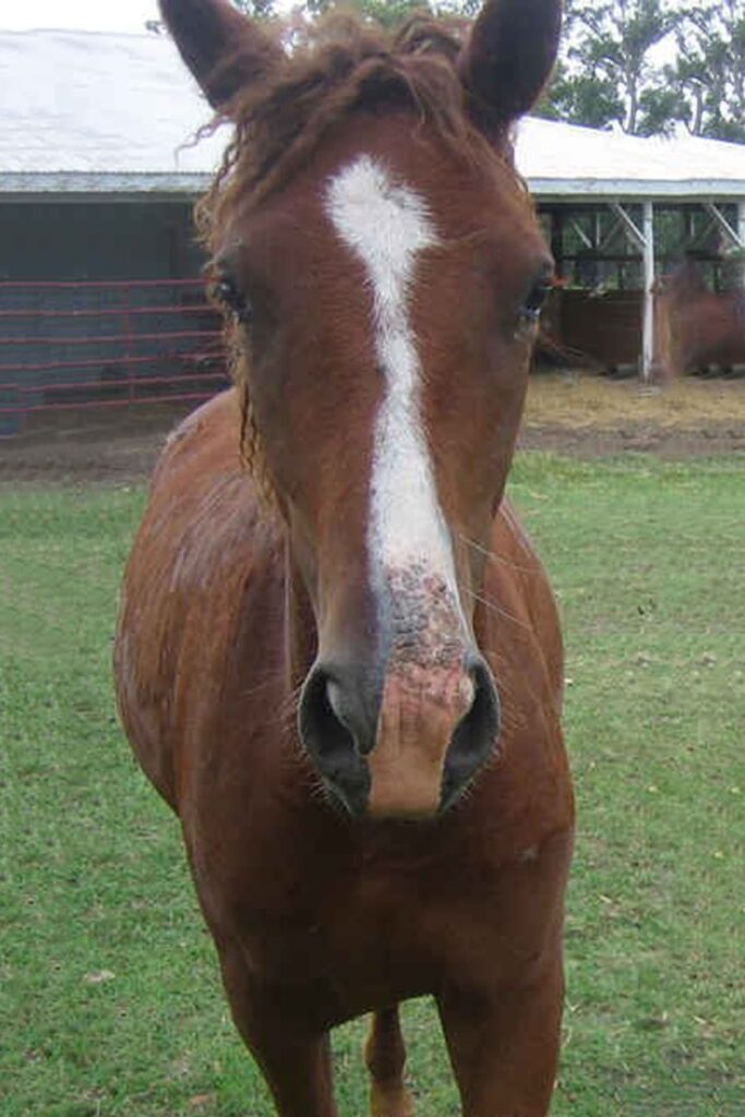Chestnut colored horse with a sunburned muzzle