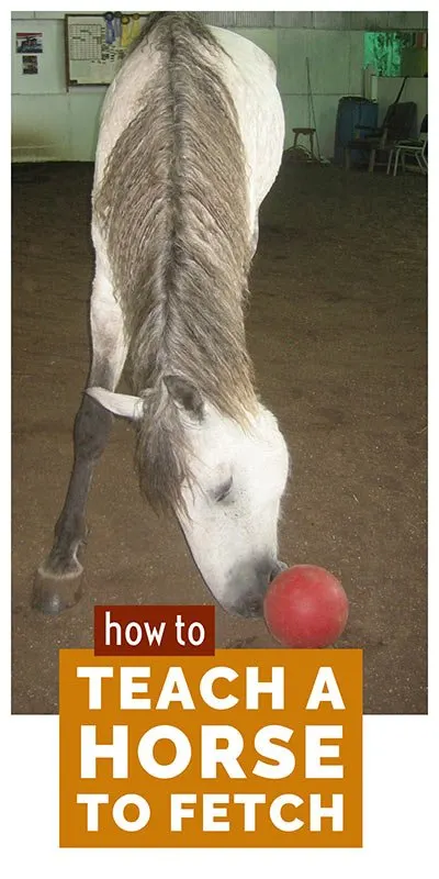 How to teach your horse to fetch - easy steps to teach your horse this impressive trick