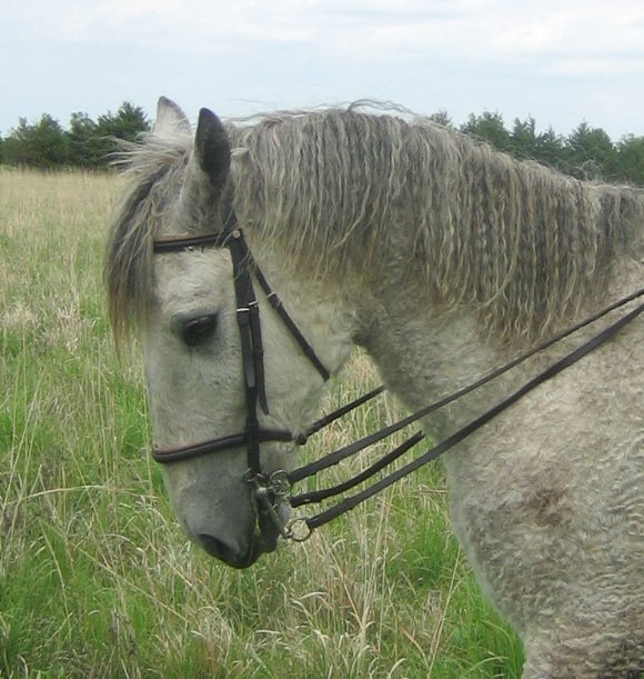 How to hold double reins when riding with a pelham bit