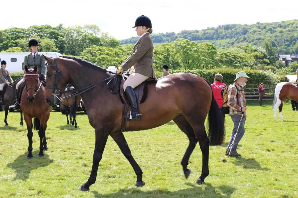 cf horses english riding