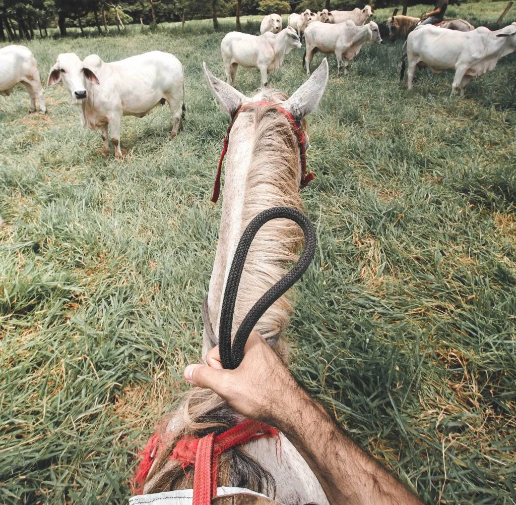  neck reining cues a horse to turn in response to the weight of reins laid on their neck