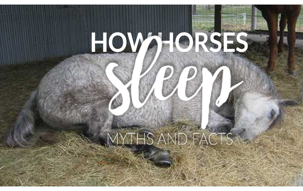 how horses sleep