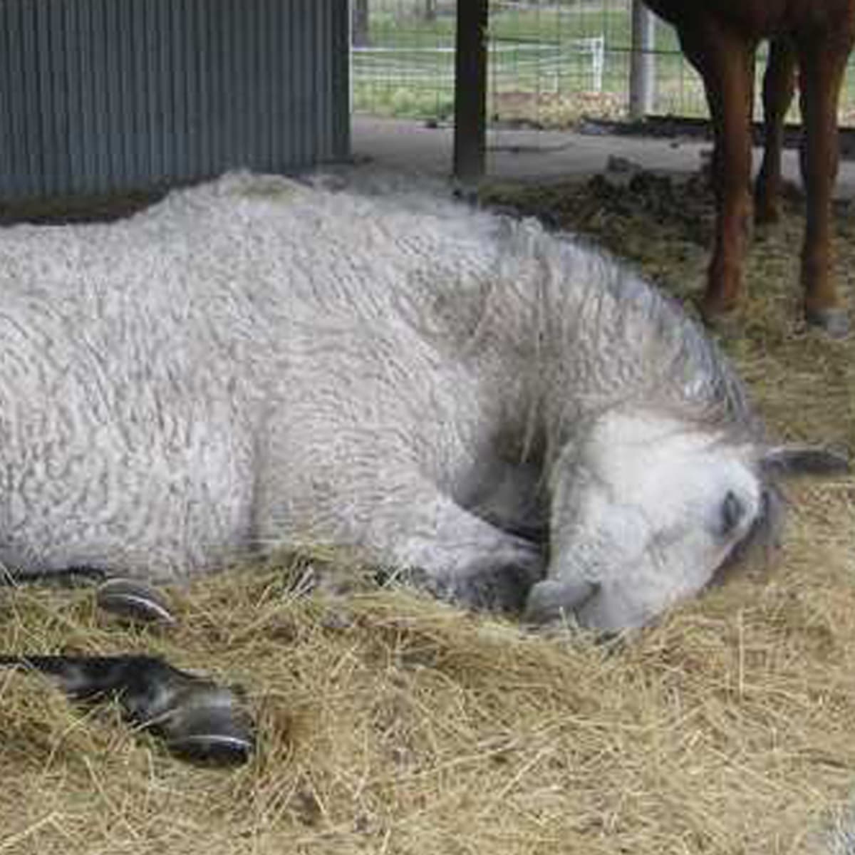 How Horses Sleep Standing Up Facts