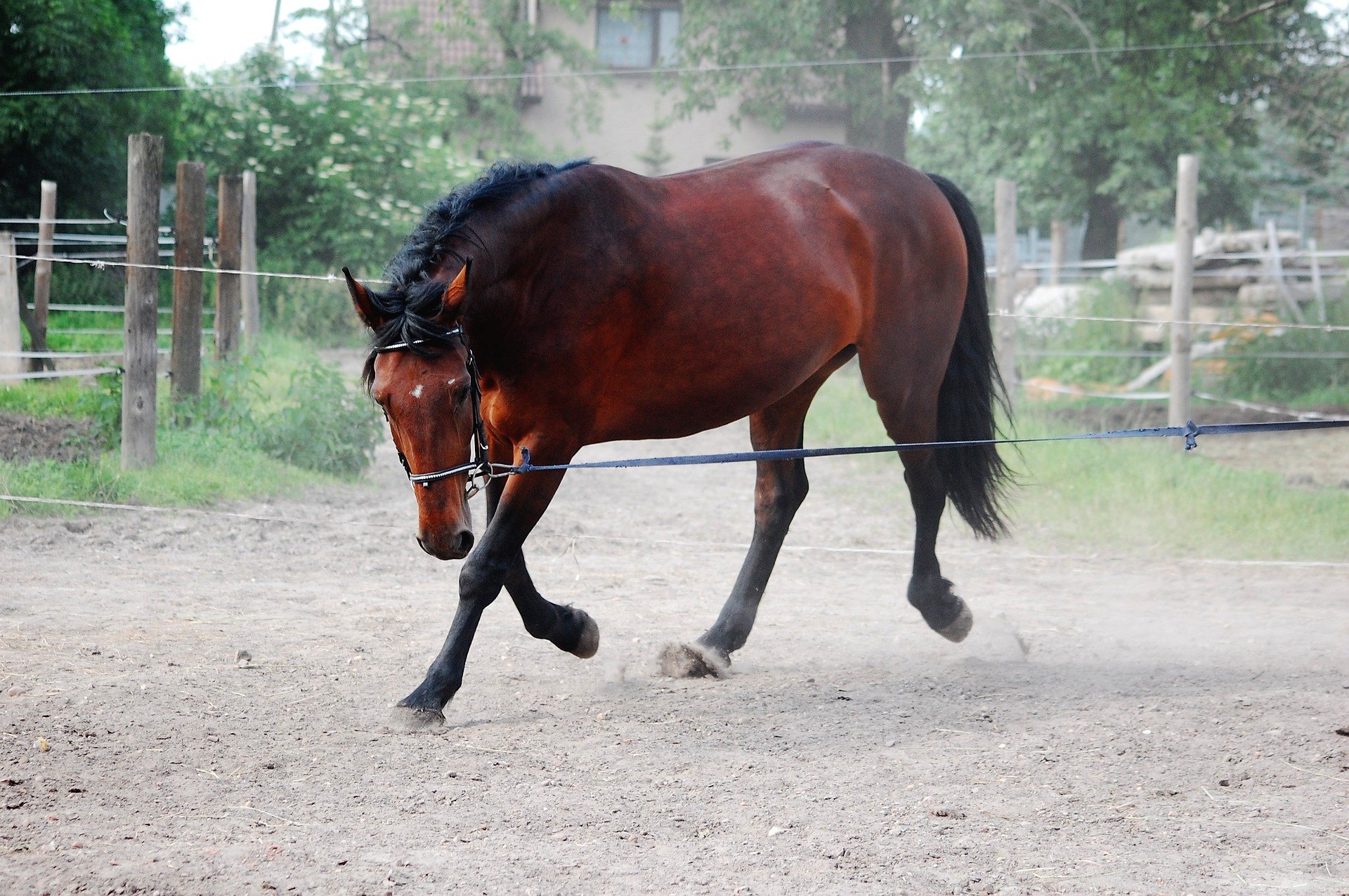 Lunging a misbehaving horse gives you an upper hand, as you'll have more endurance to continue the training session until the horse chooses to enter the arena