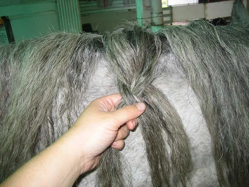 Begin braiding about 3 inches from the crest of the mane