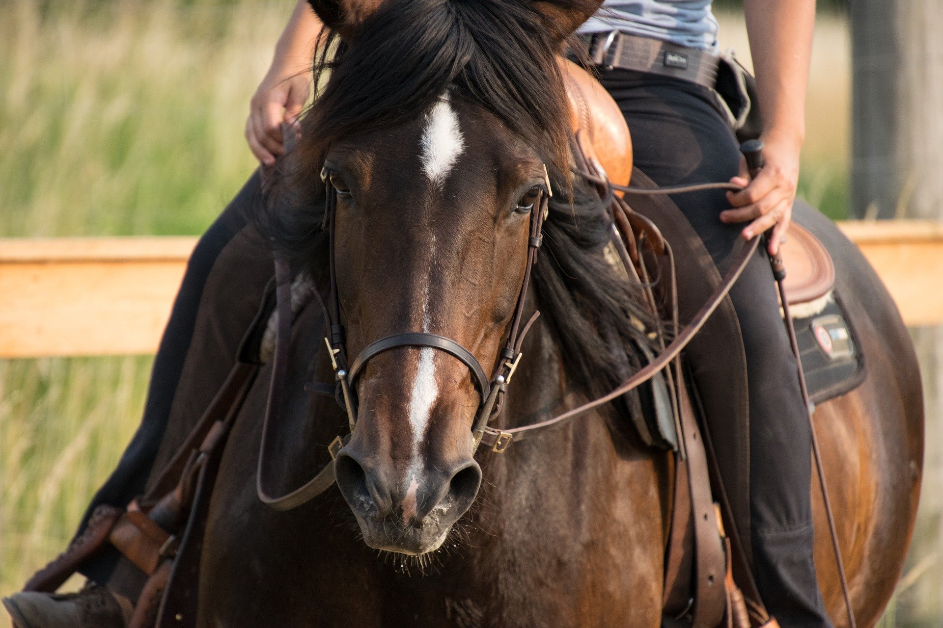 Checking tack and equipment for potential discomfort is an important first step