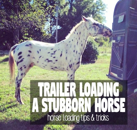 loading a horse that won't step onto the trailer