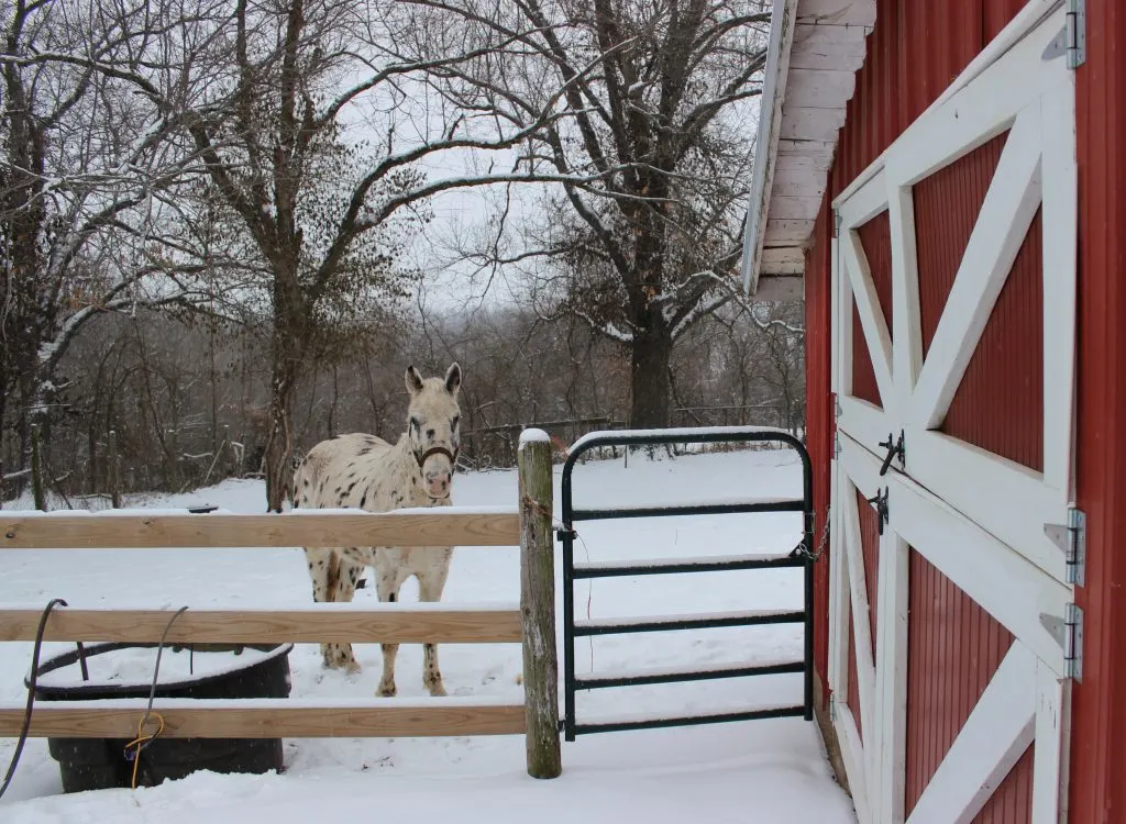 horse standing at a fence in the snow