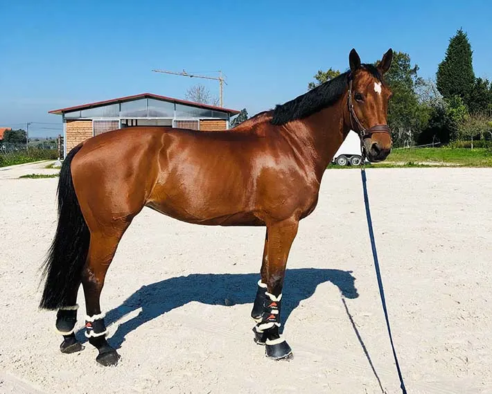A horse standing posed for a photo with even balance on all four legs and perked up ears.