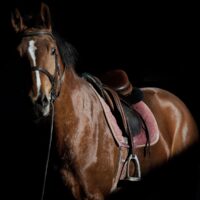 Easy steps to teach your horse to pose their ears, head, or body for the perfect photograph every time