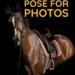 Easy steps to teach your horse to pose their ears, head, or body for the perfect photograph every time