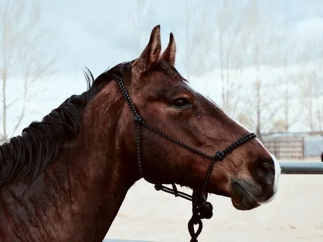 A rope halter can be a gentler alternative to a stud chain