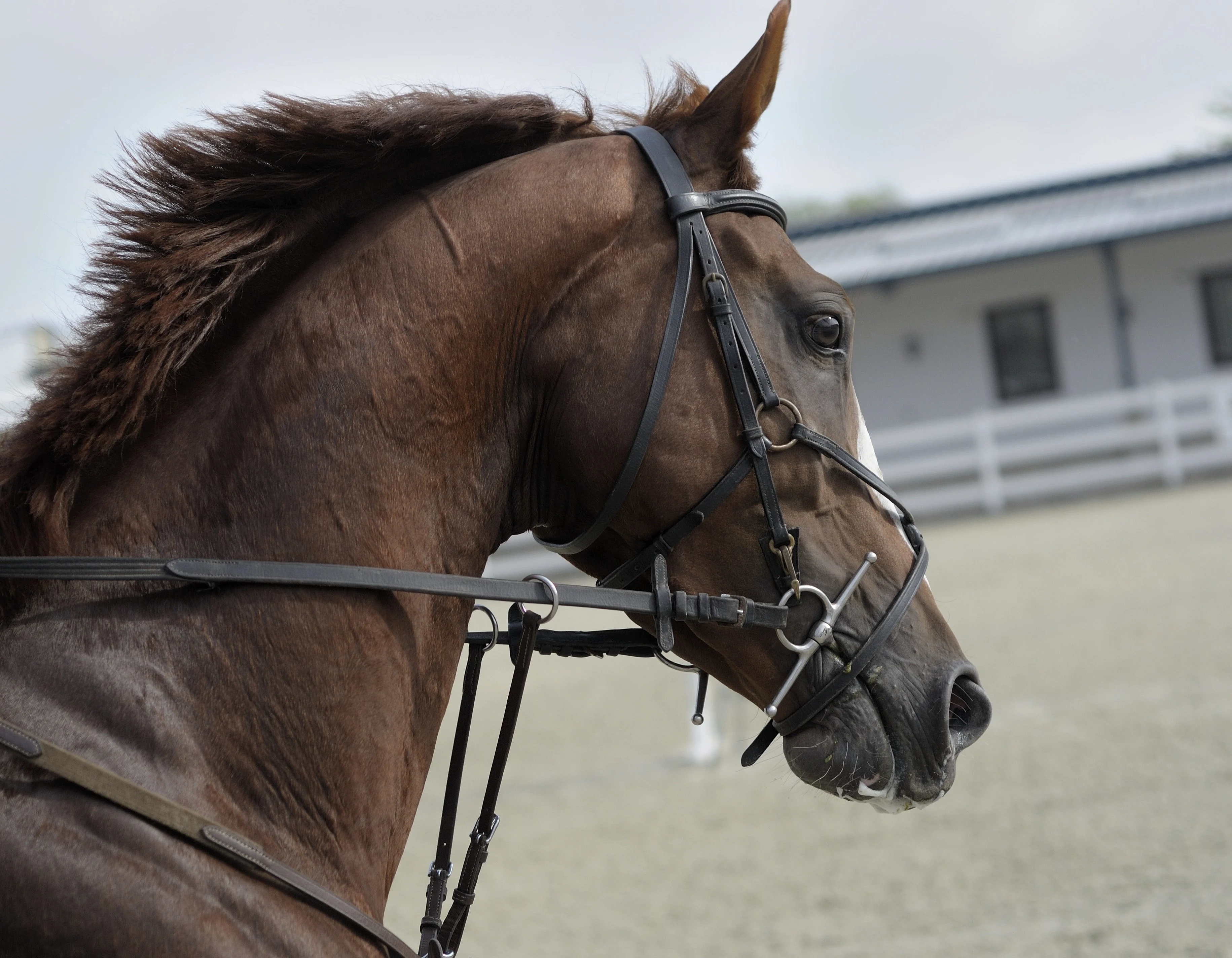 A full cheek snaffle in use without keepers