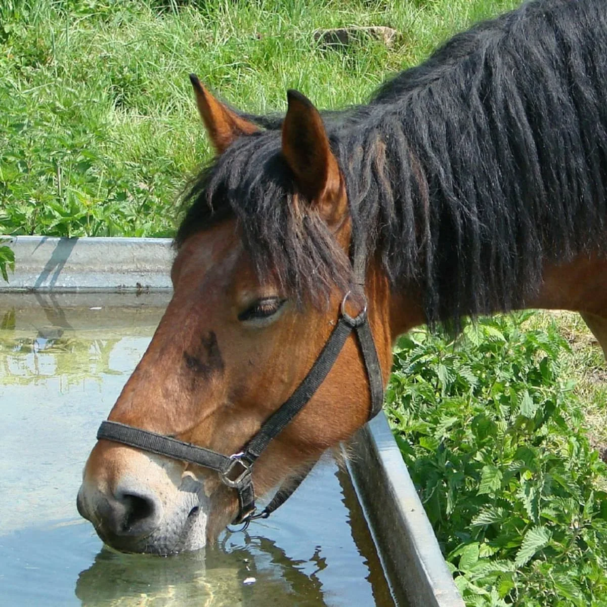 Simple tips to deep clean a horse trough and permanently reduce algae and mosquitoes