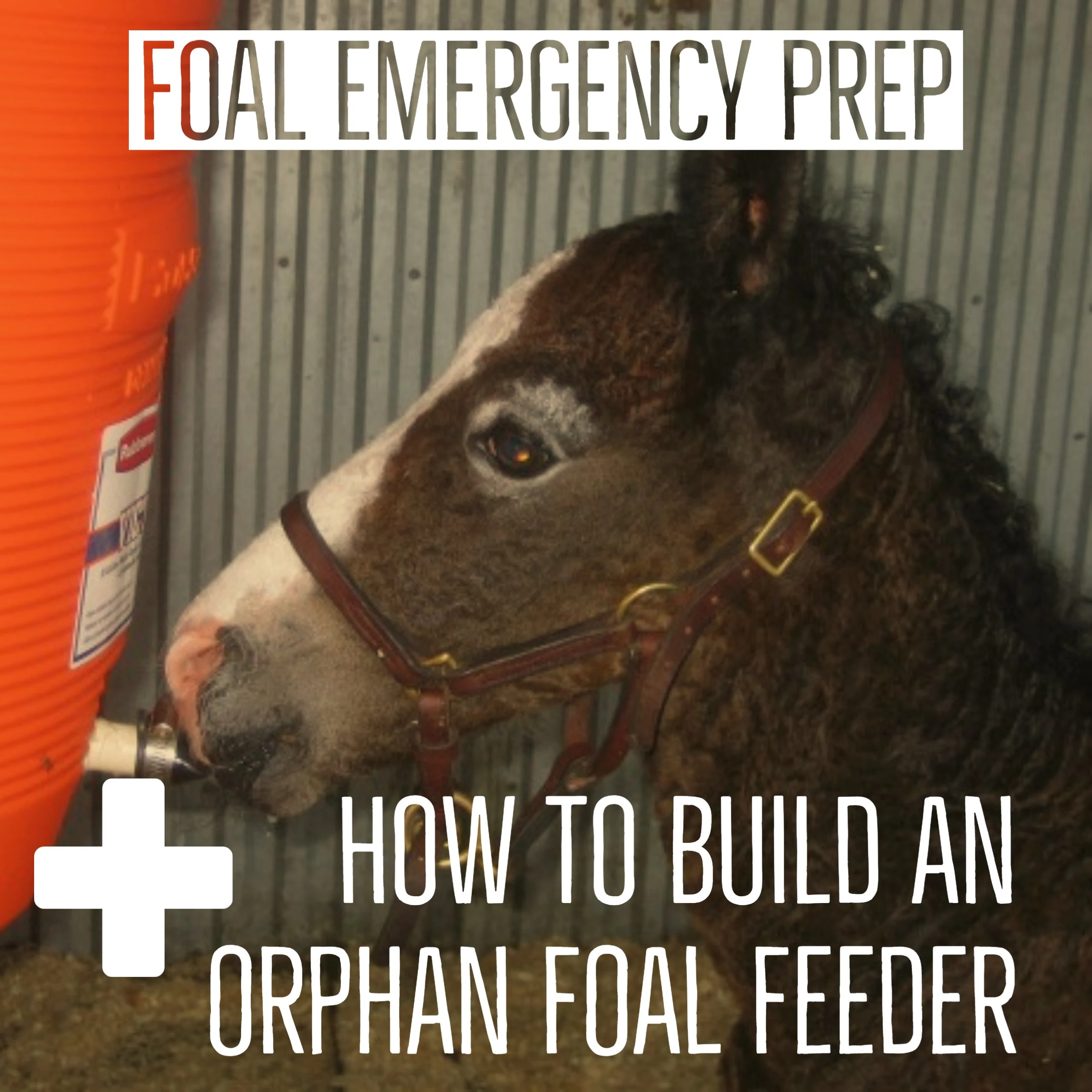 Emergency foal prep.