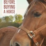 10 questions you should always ask a seller before buying a horse