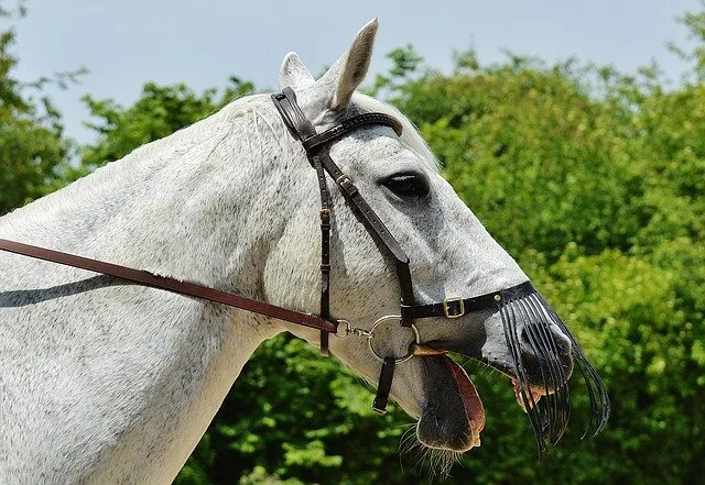 Bit discomfort often begins to show through head tossing and mouth opening during riding, as the horse attempts to avoid bit-related pain