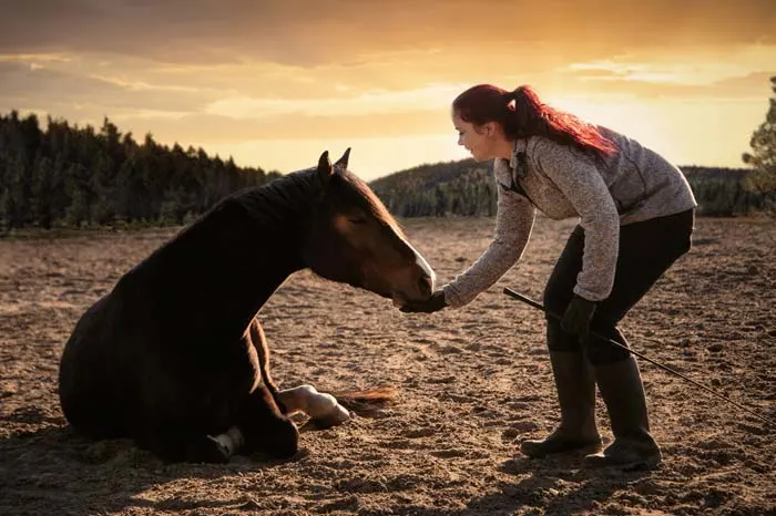 training a horse to lay down on command