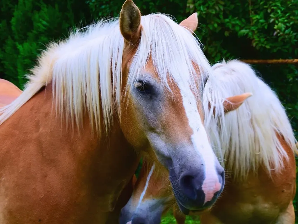 A horse rubbing its head on another horse.