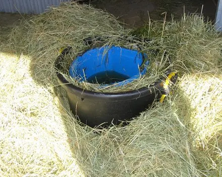 horse bucket freeze