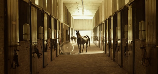 Horse standing outside stalls in a barn