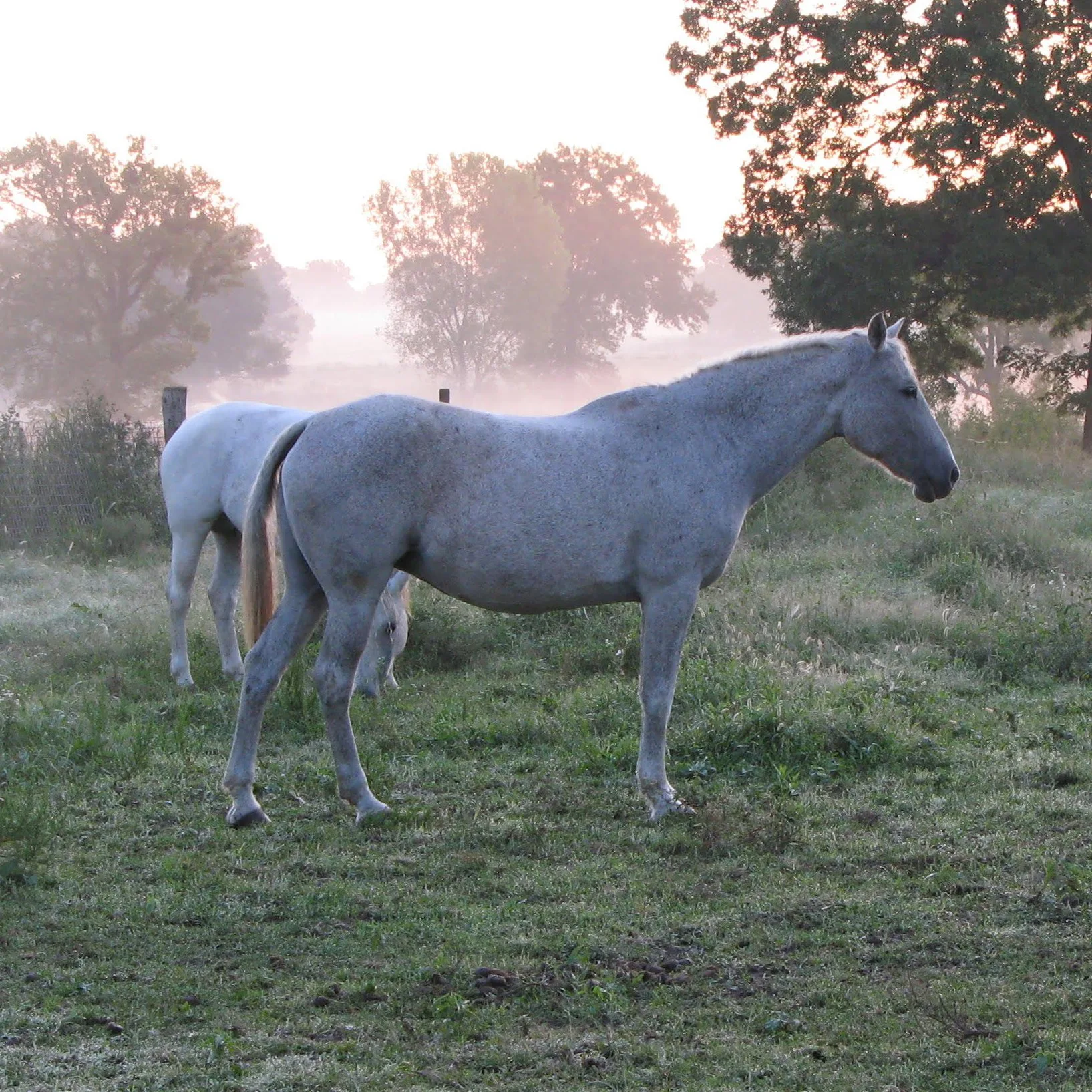 a fleabitten grey horse, which is sometimes mistaken for blue roan.