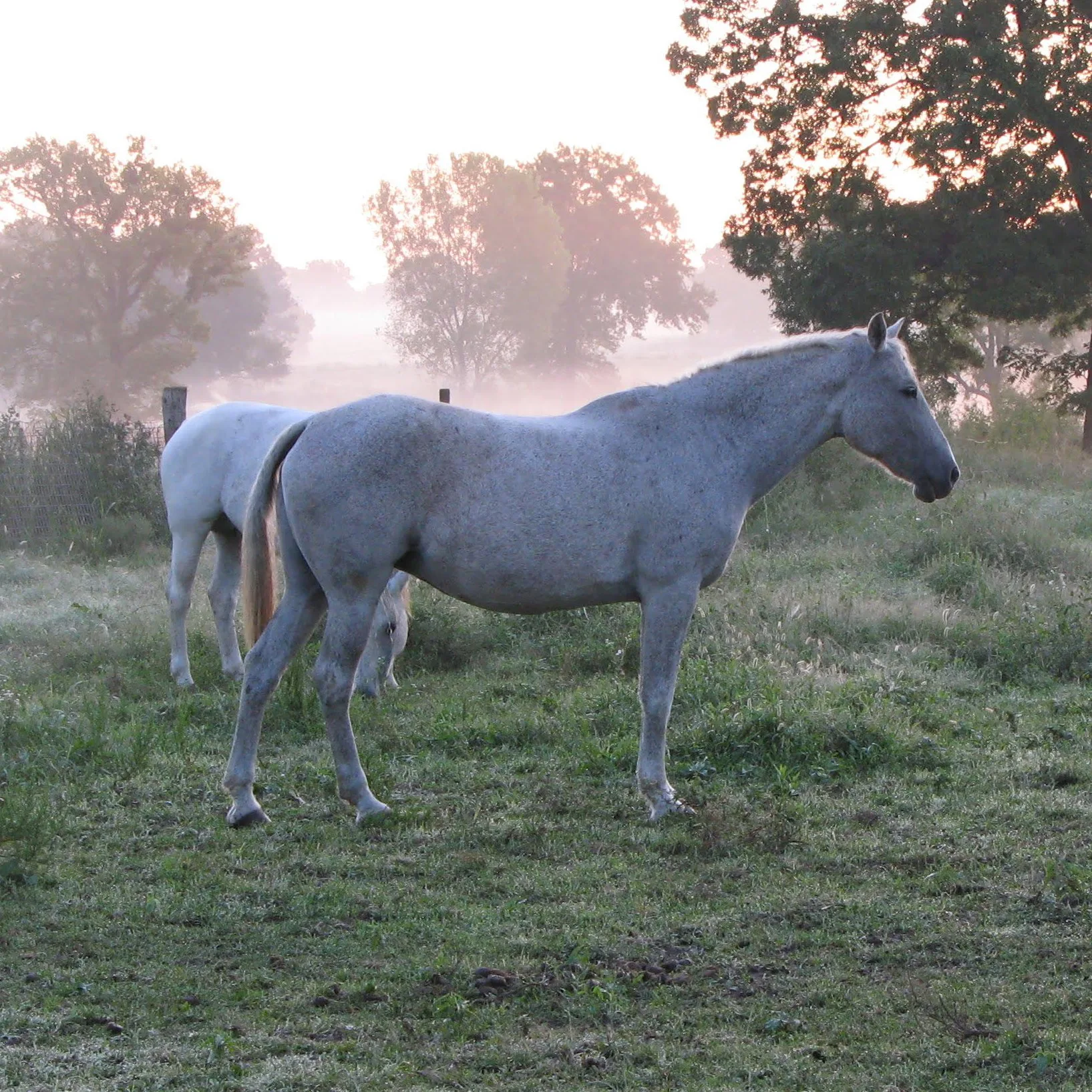 fleabitten grey is not a roan