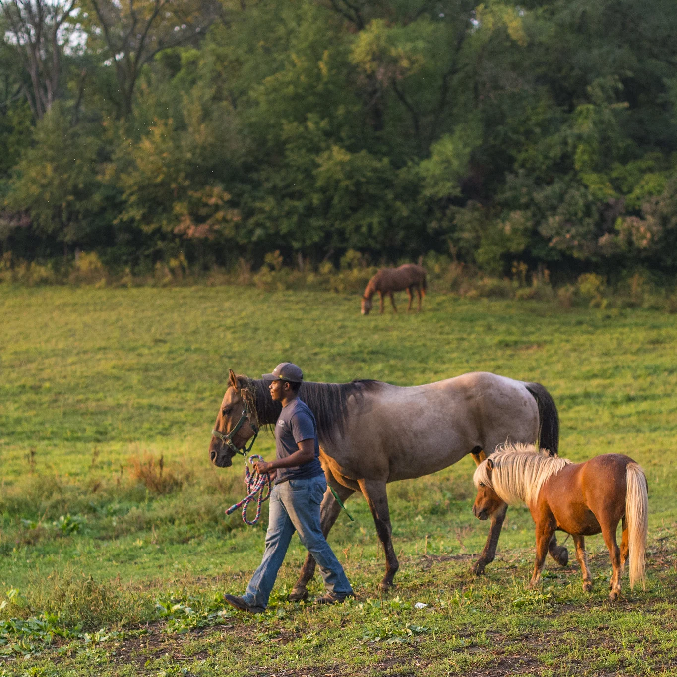 A an leads a horse with a pony following behind.