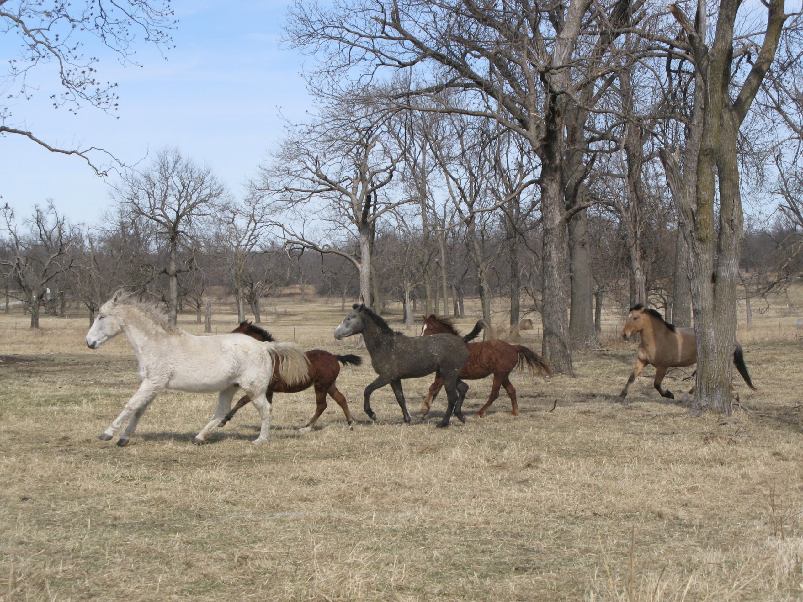A herd of horses including two foals.