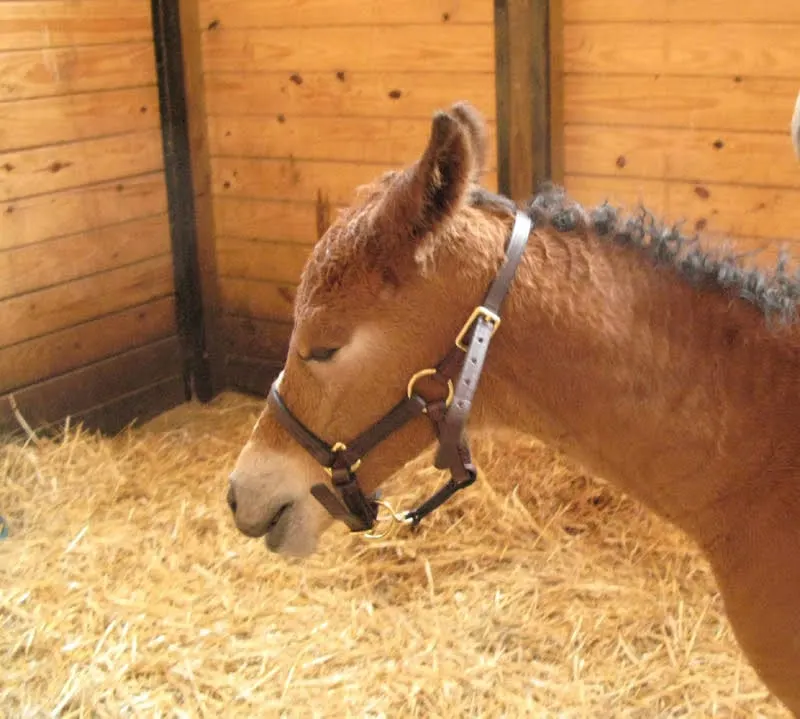 A young foal wearing a halter.